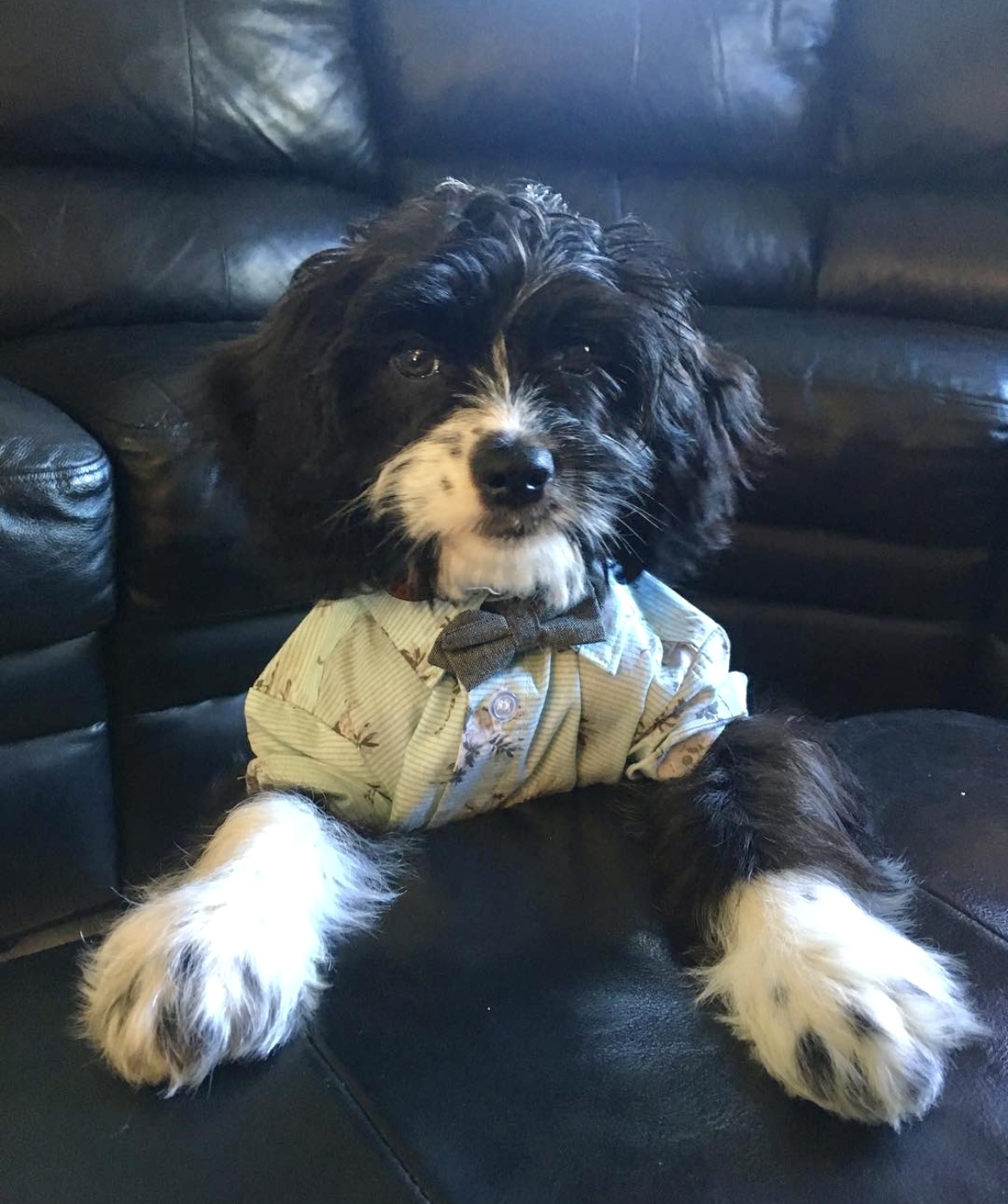 Image of Jade's dog, tobi!